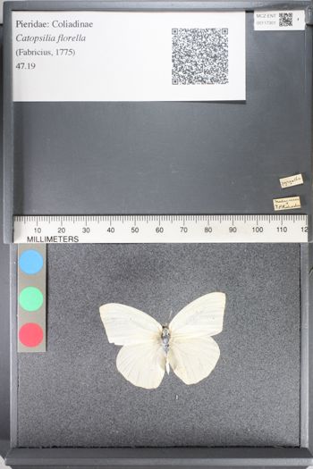 Media type: image;   Entomology 117301